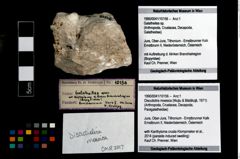 Foto (Objekt + Etikett) von Discutiolira moesica (Muţiu & Bădăluţă, 1971)  (NHMW-GEO-1990-0041-10156)